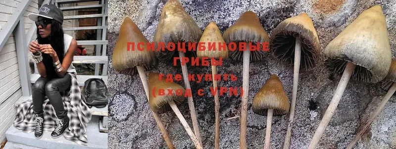 Галлюциногенные грибы Psilocybine cubensis  omg рабочий сайт  Калачинск  цены  